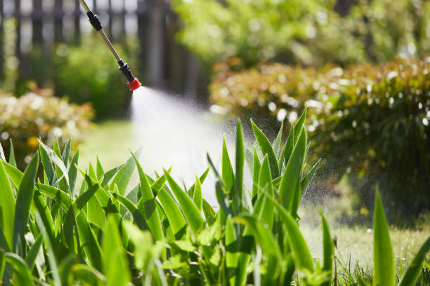 24/7 Emergency Termite Control experts in Daingerfield, TX