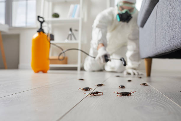 Affordable Termite Control solutions in Daingerfield, TX