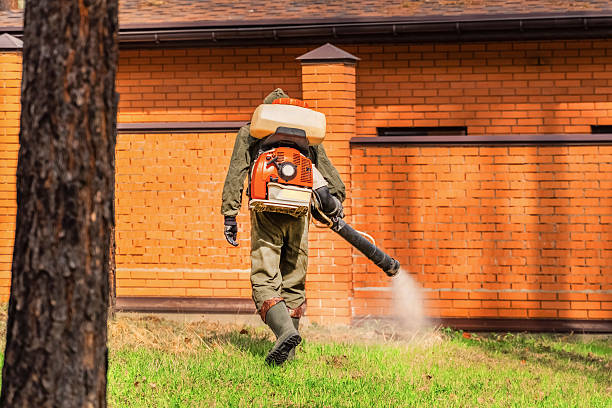 Top rated local Termite Control specialists in Daingerfield, TX